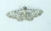 Eupithecia impurata